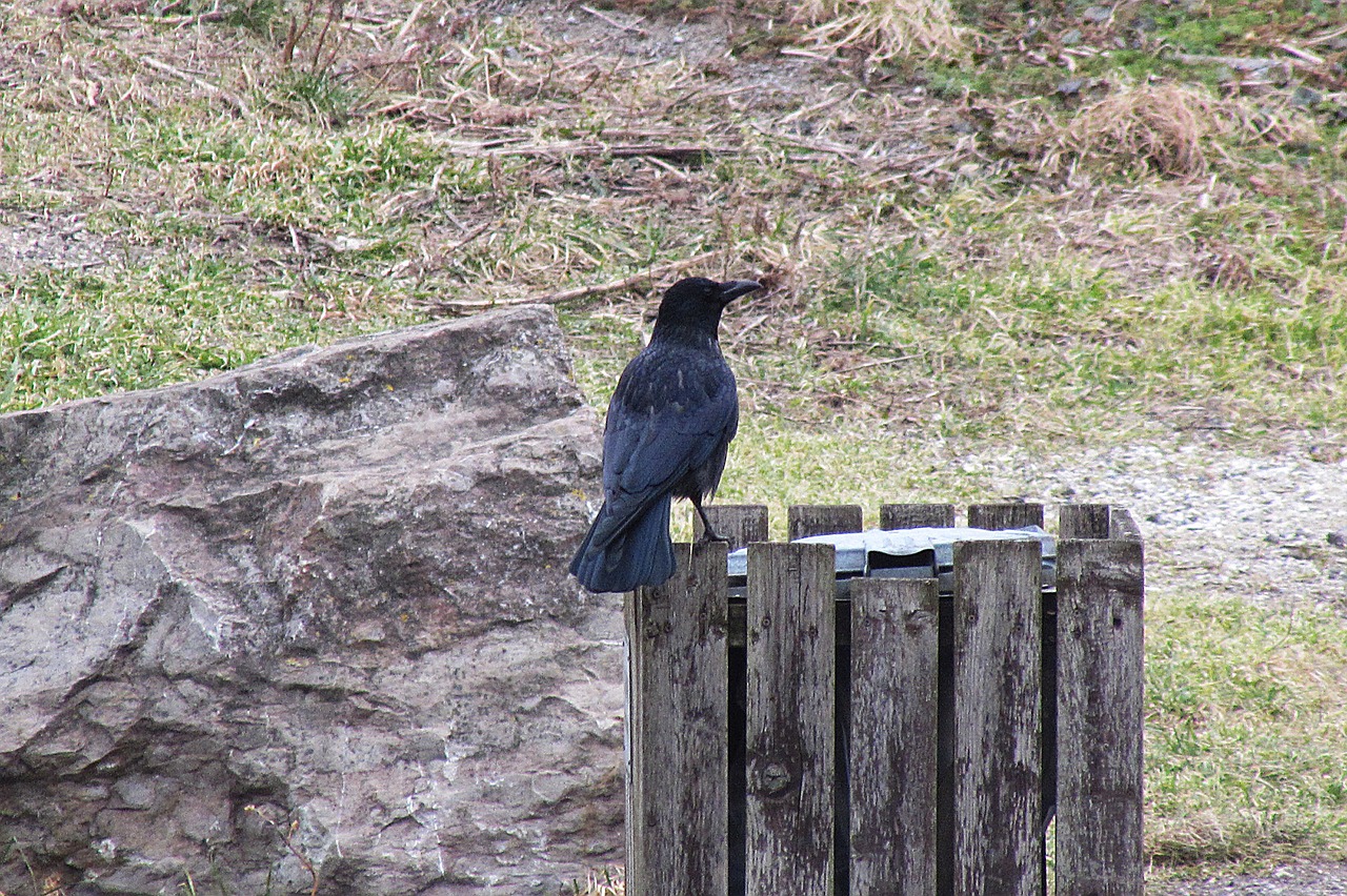 raven bird raven bird free photo