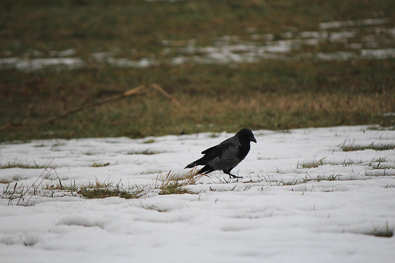 raven bird raven bird free photo