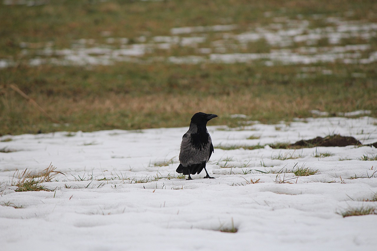 raven bird raven bird free photo