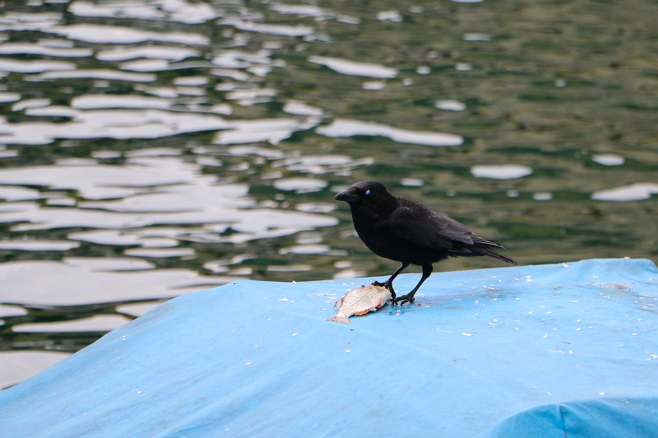 raven river animal world free photo