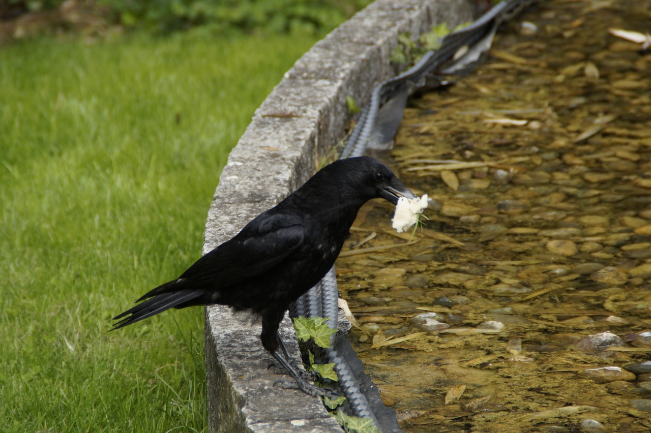 raven carrion crow prey free photo