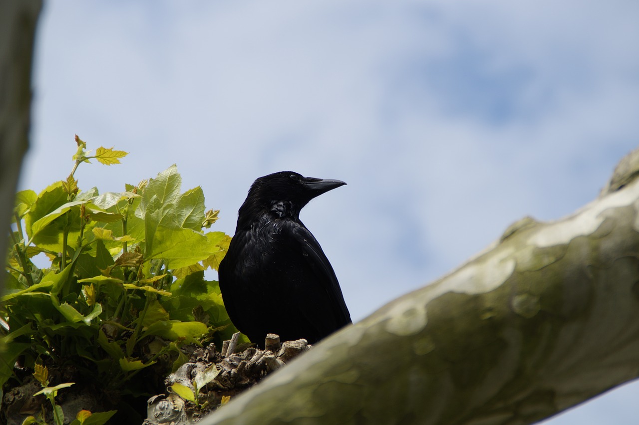 raven crow carrion crow free photo
