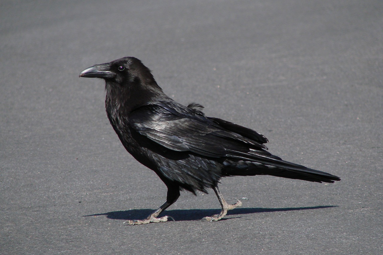 raven crow bird free photo