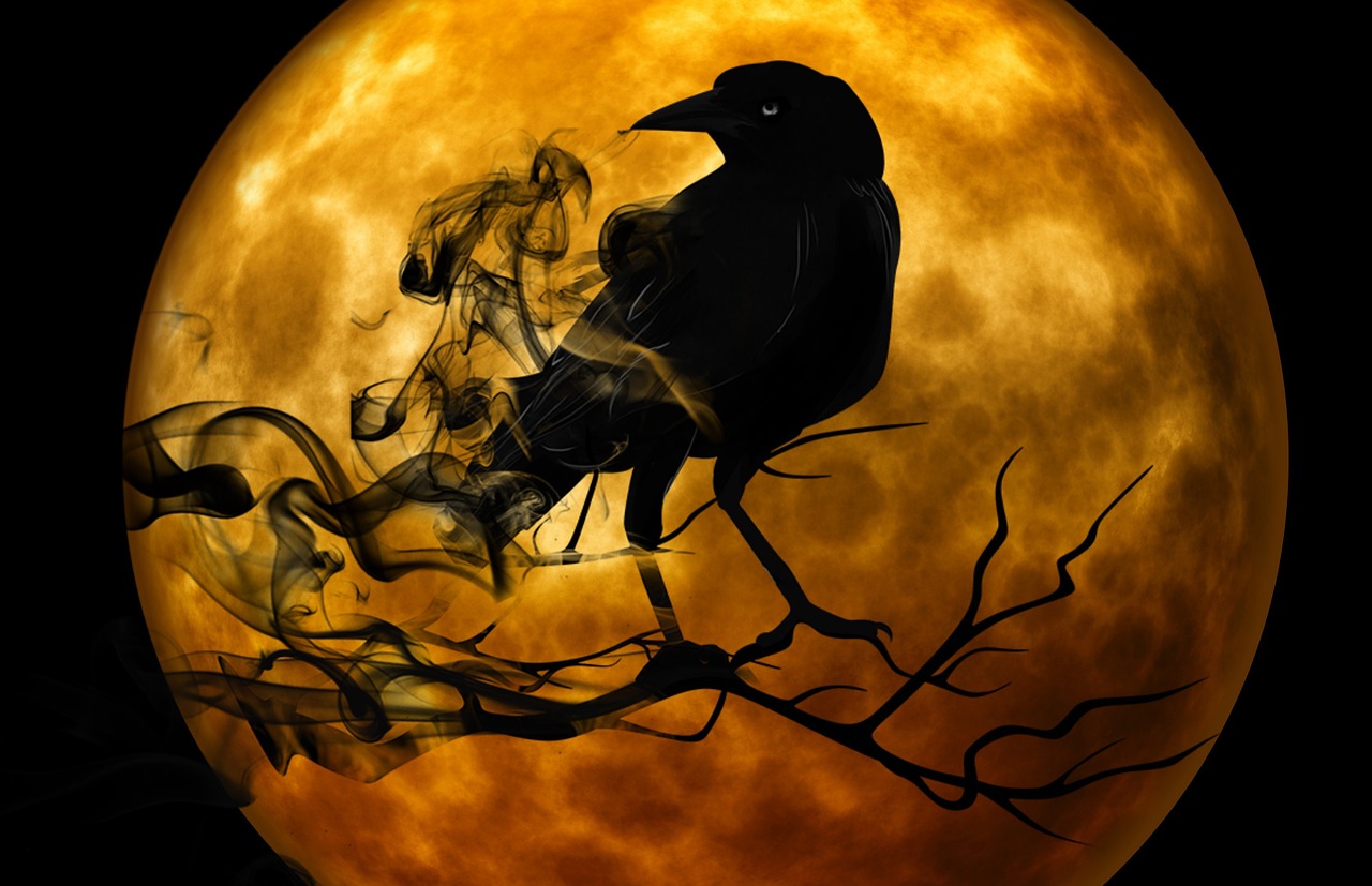 raven crow night free photo