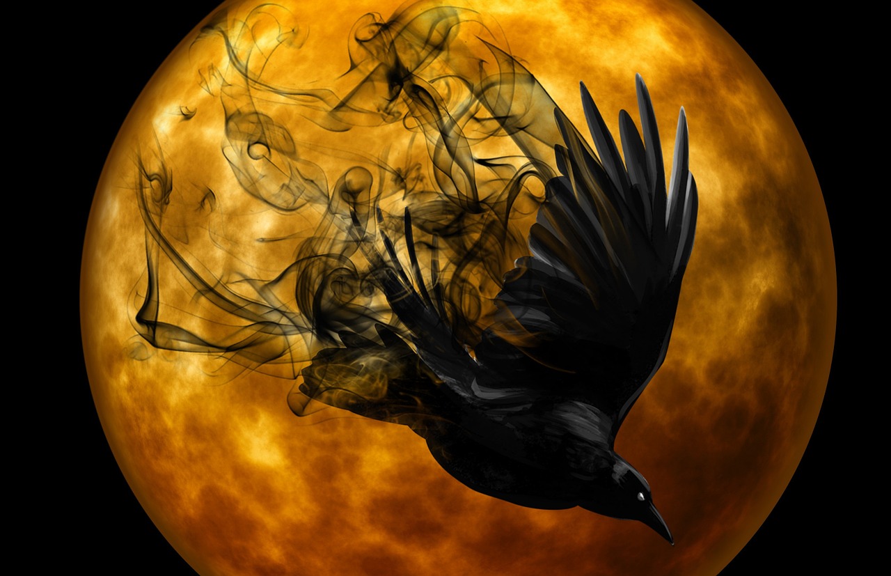 raven crow night free photo