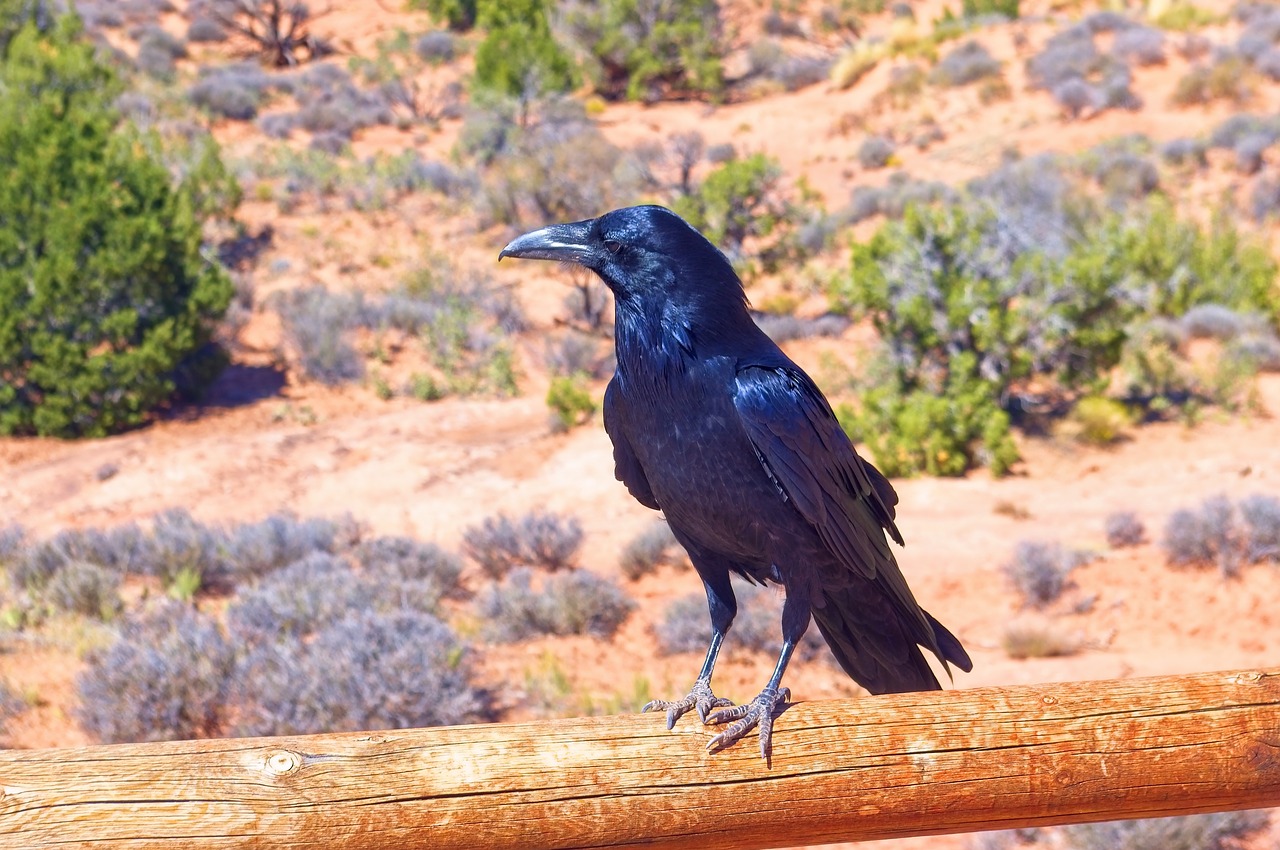 raven at arches national park  bird  animal free photo