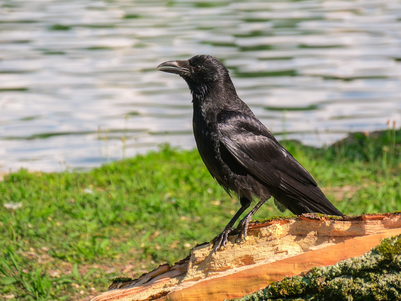 raven bird  crow  bird free photo