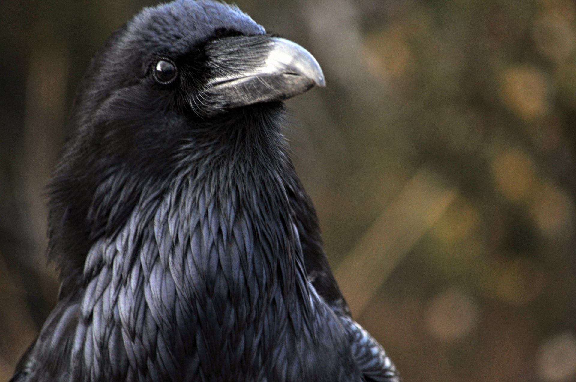 raven bird birds free photo