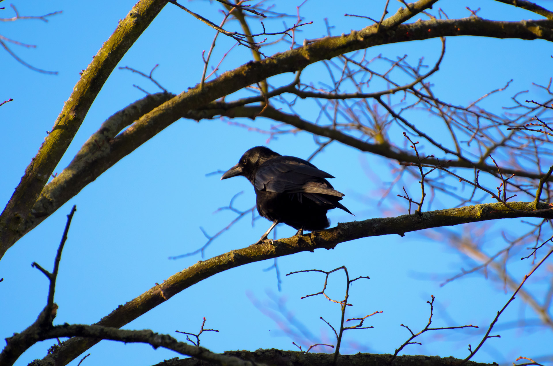 Крик птиц весной. Ворона на ветке. Вороны на дереве. Ворон на ветке. Черная Весенняя птица.