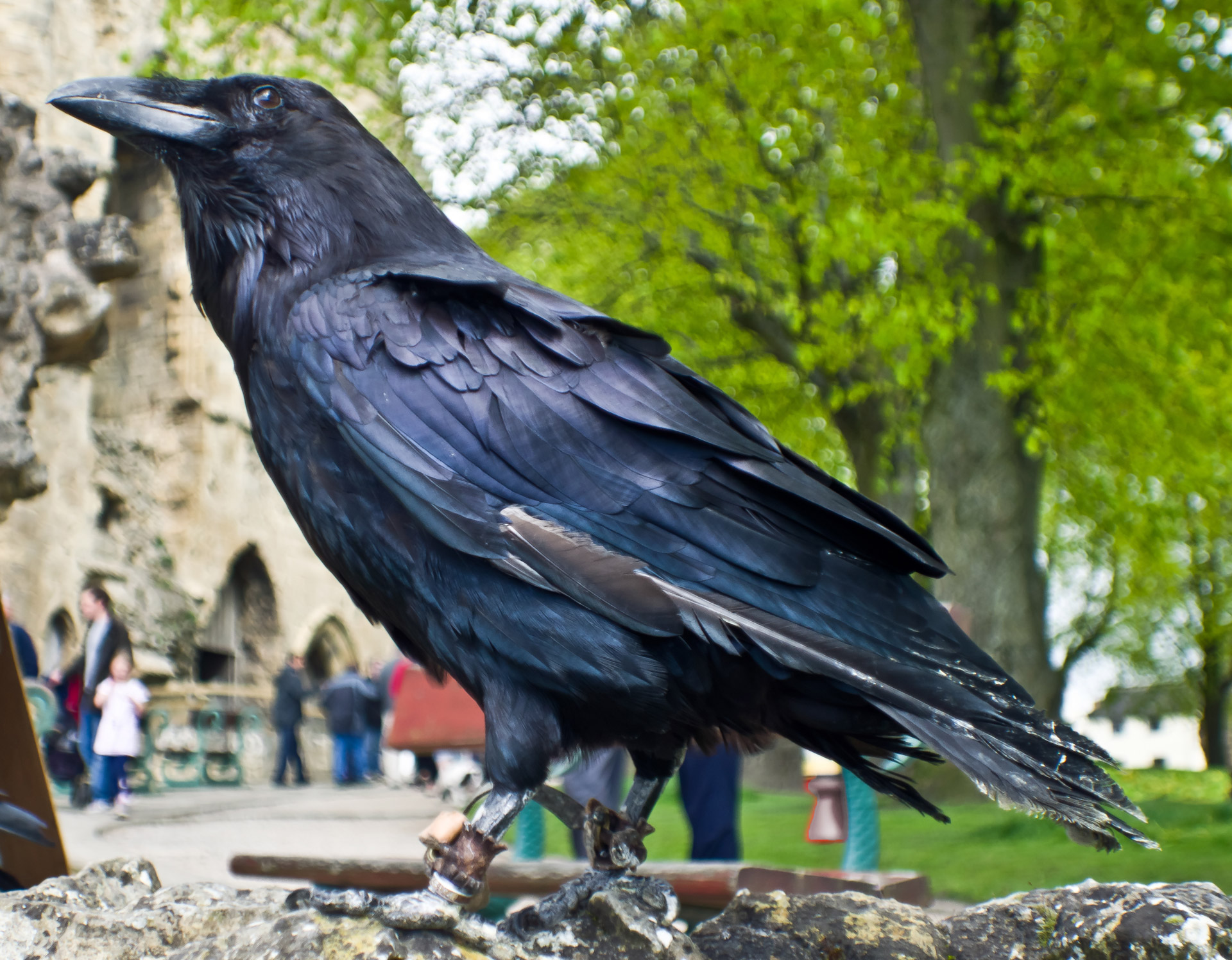 raven bird black free photo