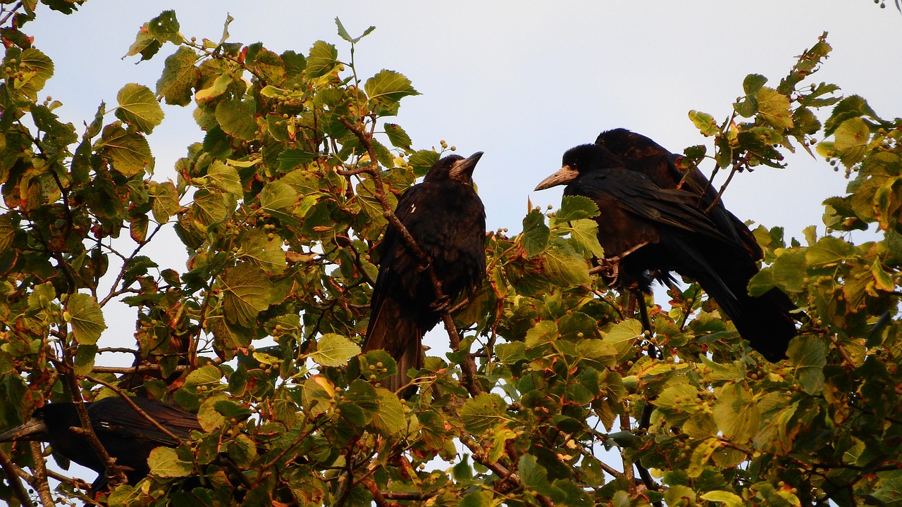 ravens tree raven free photo
