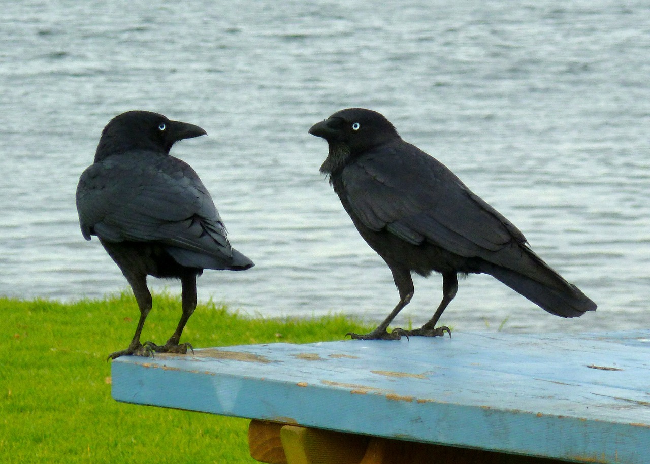 ravens black birds conversation free photo