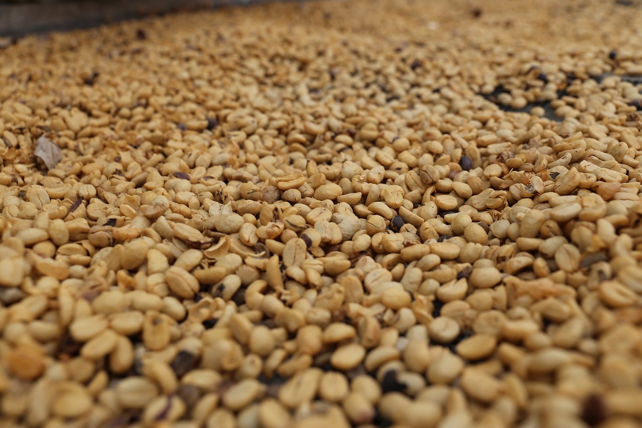 raw  coffee  beans free photo