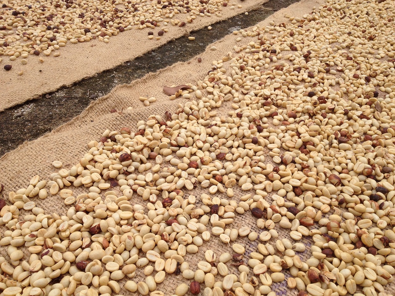 raw coffee coffee beans drying coffee free photo