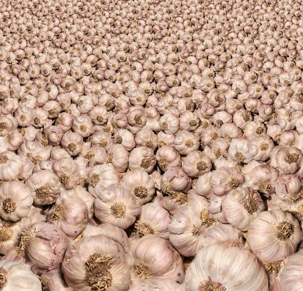 raw garlic bulbs fresh free photo