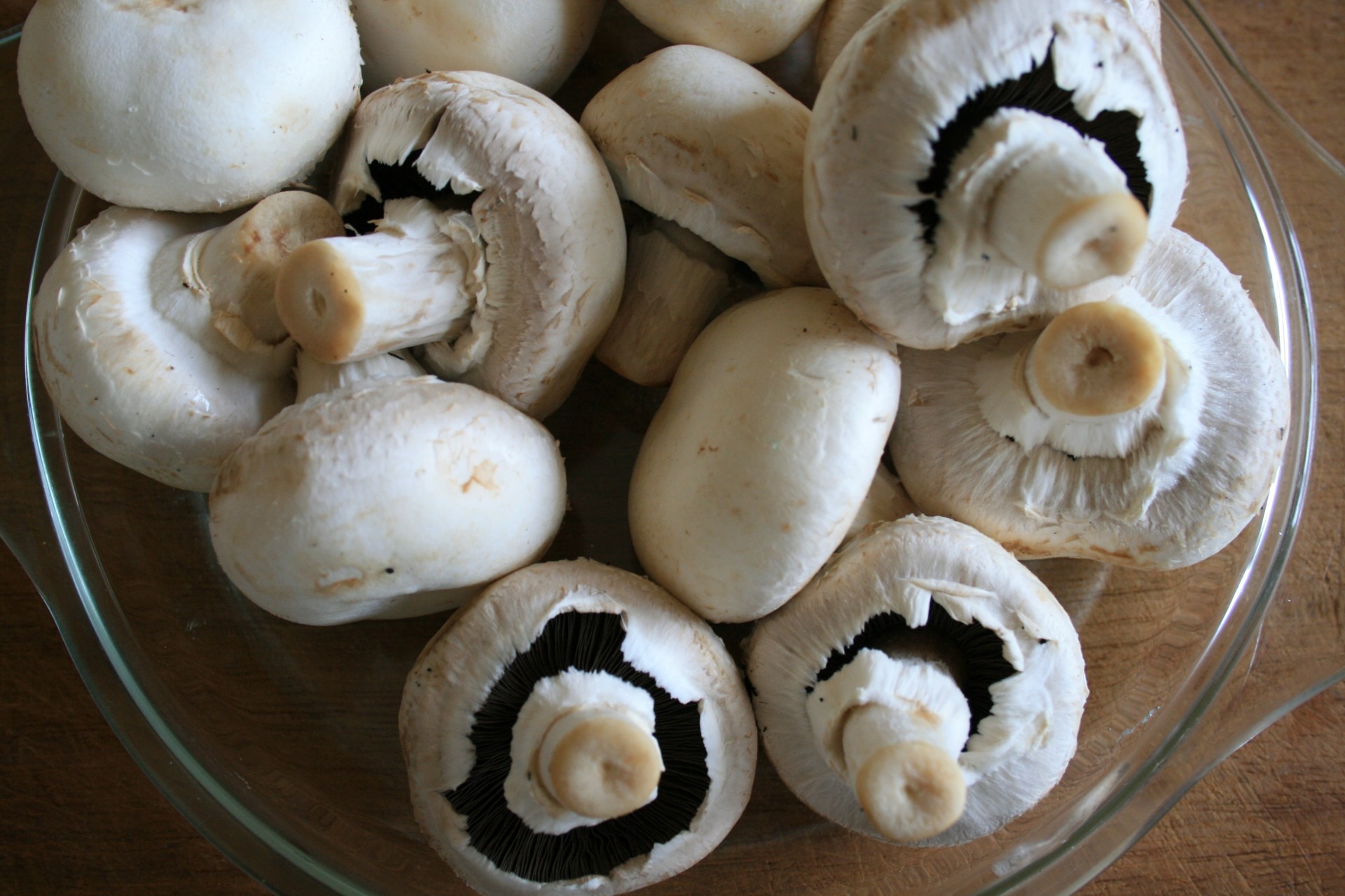 mushrooms fungus round free photo