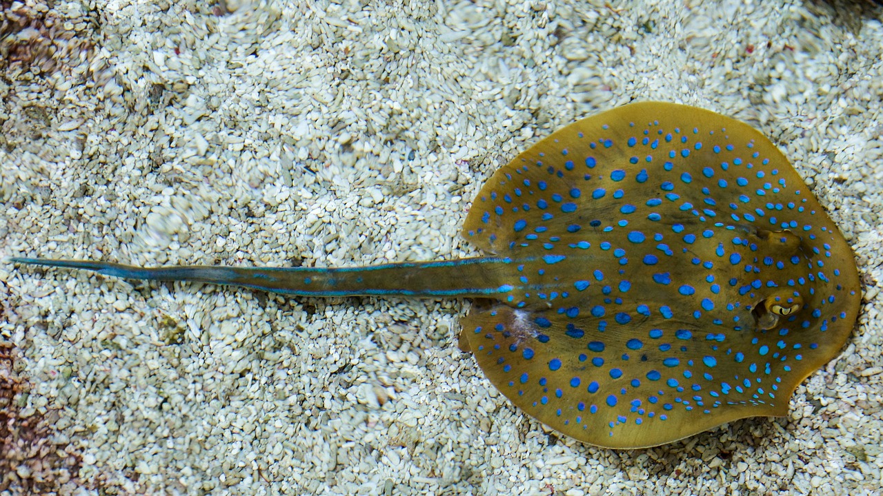 ray stingray fish free photo