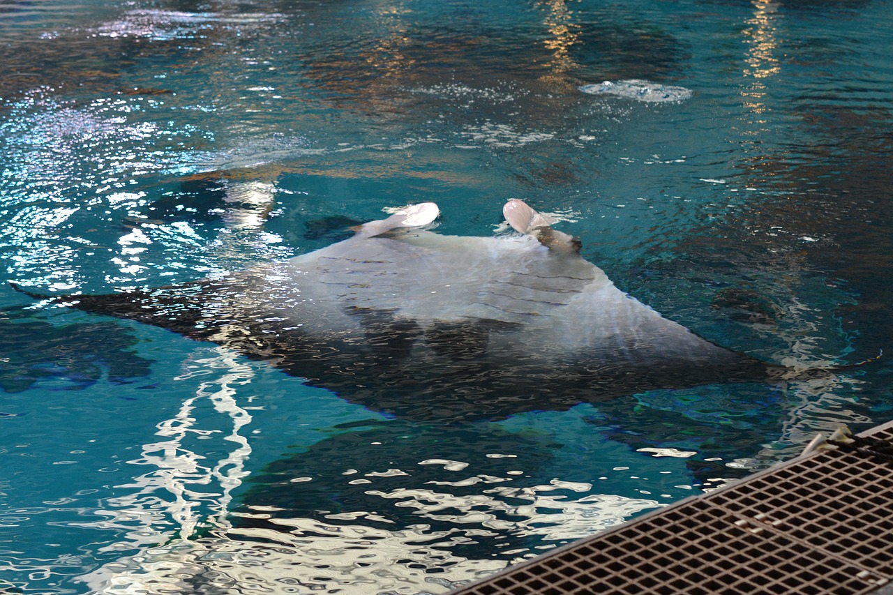 ray manta ray pool free photo