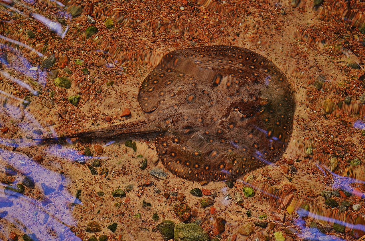 ray stingray fish sea free photo