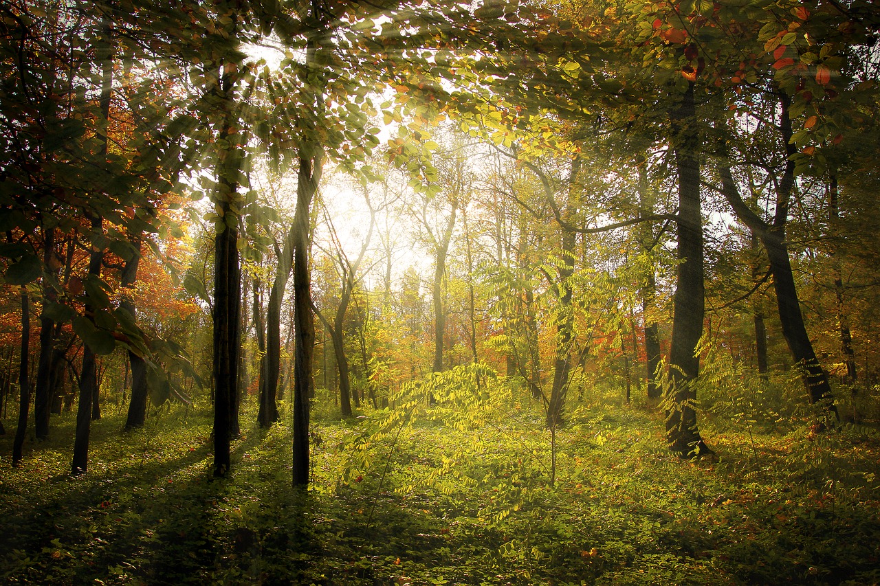 rays forest autumn free photo