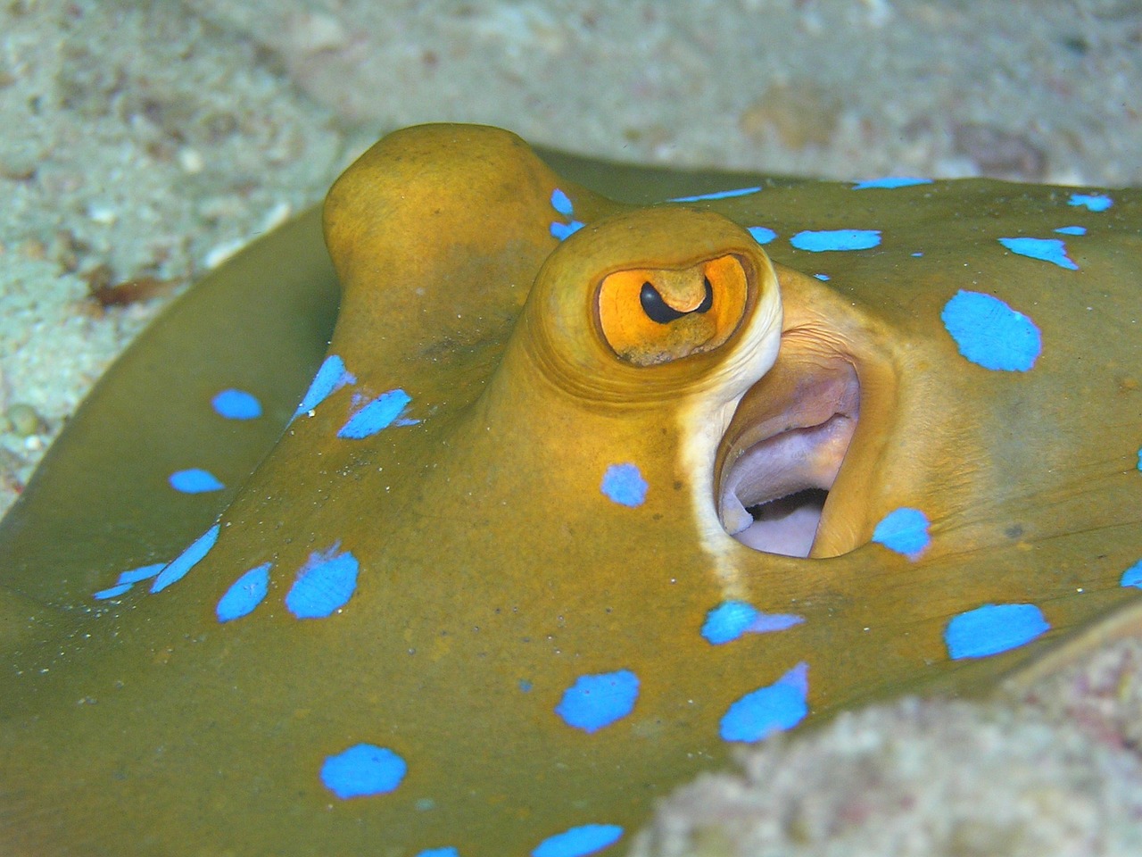 rays blue spotted stingrays animal free photo