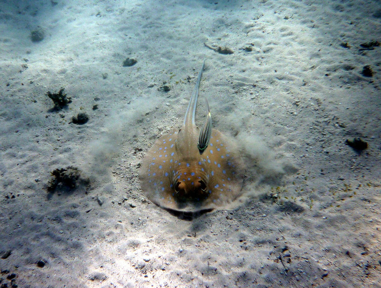 rays blue spotted stingrays taeniura lymma free photo