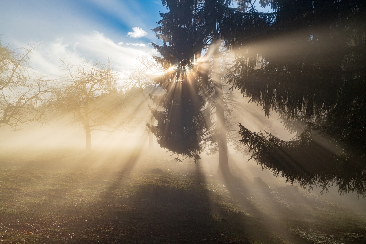 rays  sun  light free photo