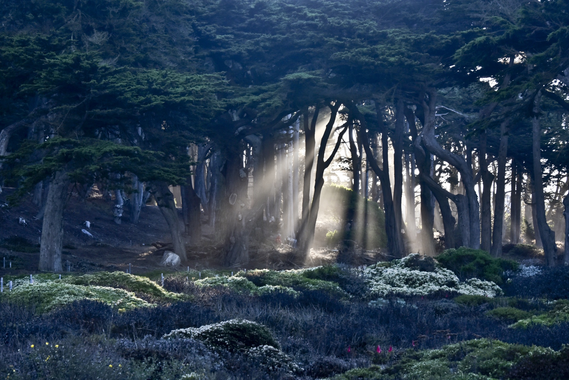 trees light rays free photo