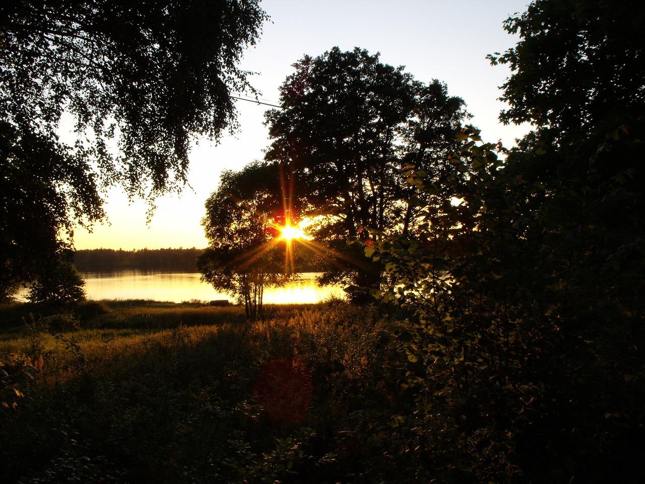 rays of sunshine tree hardwood free photo