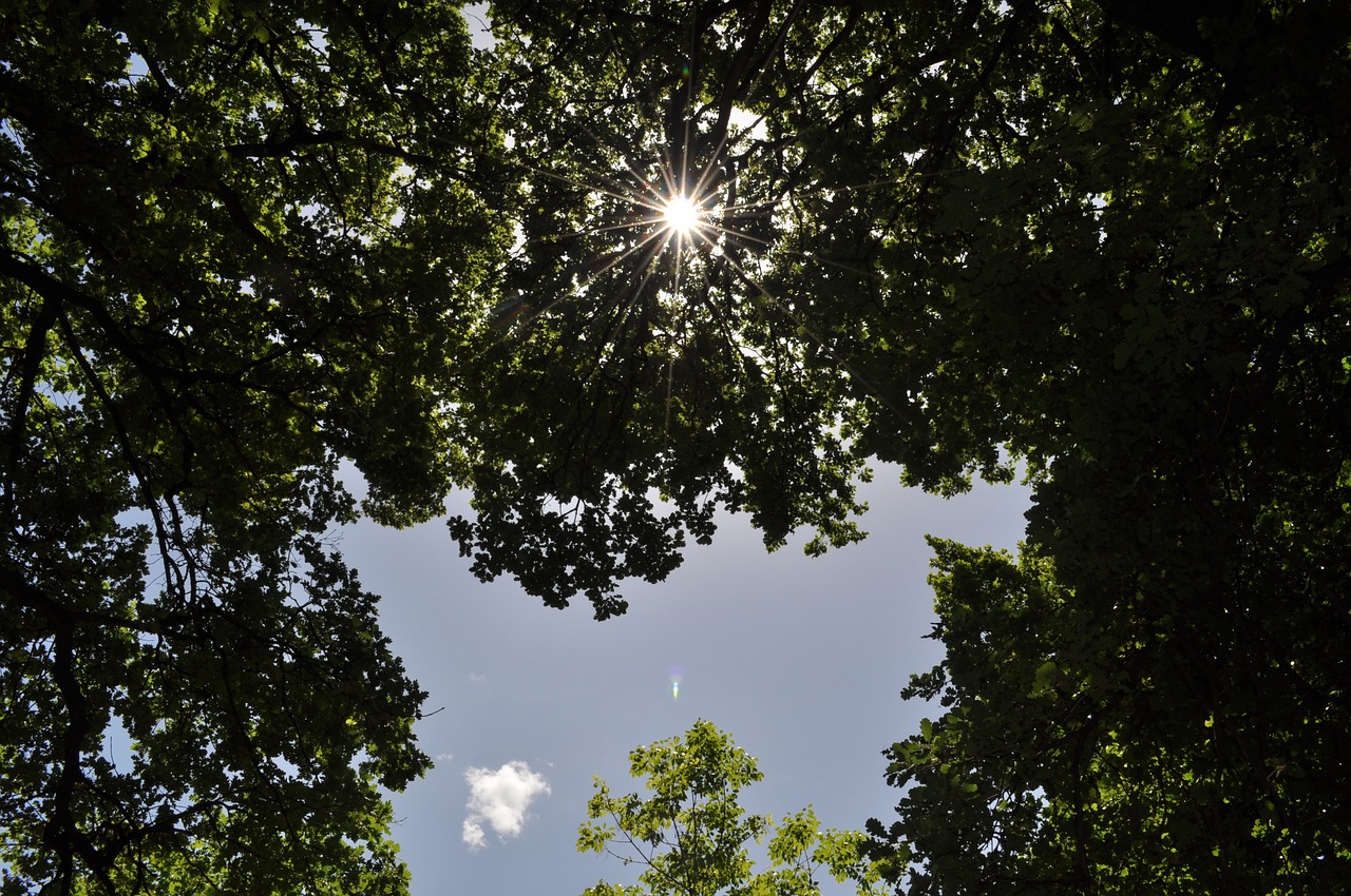 rays of the sun nature atmosphere free photo