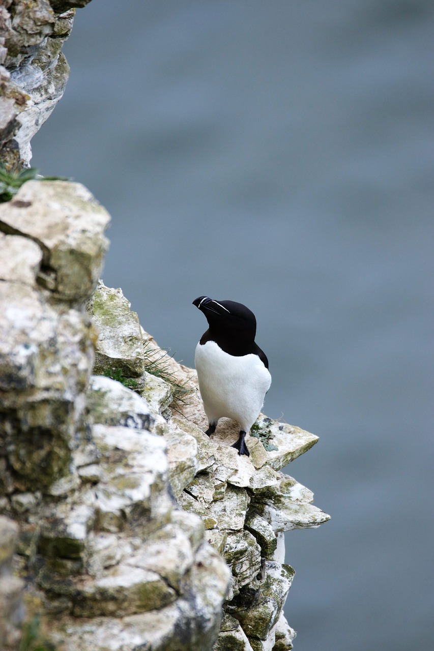 razorbill bird wildlife free photo