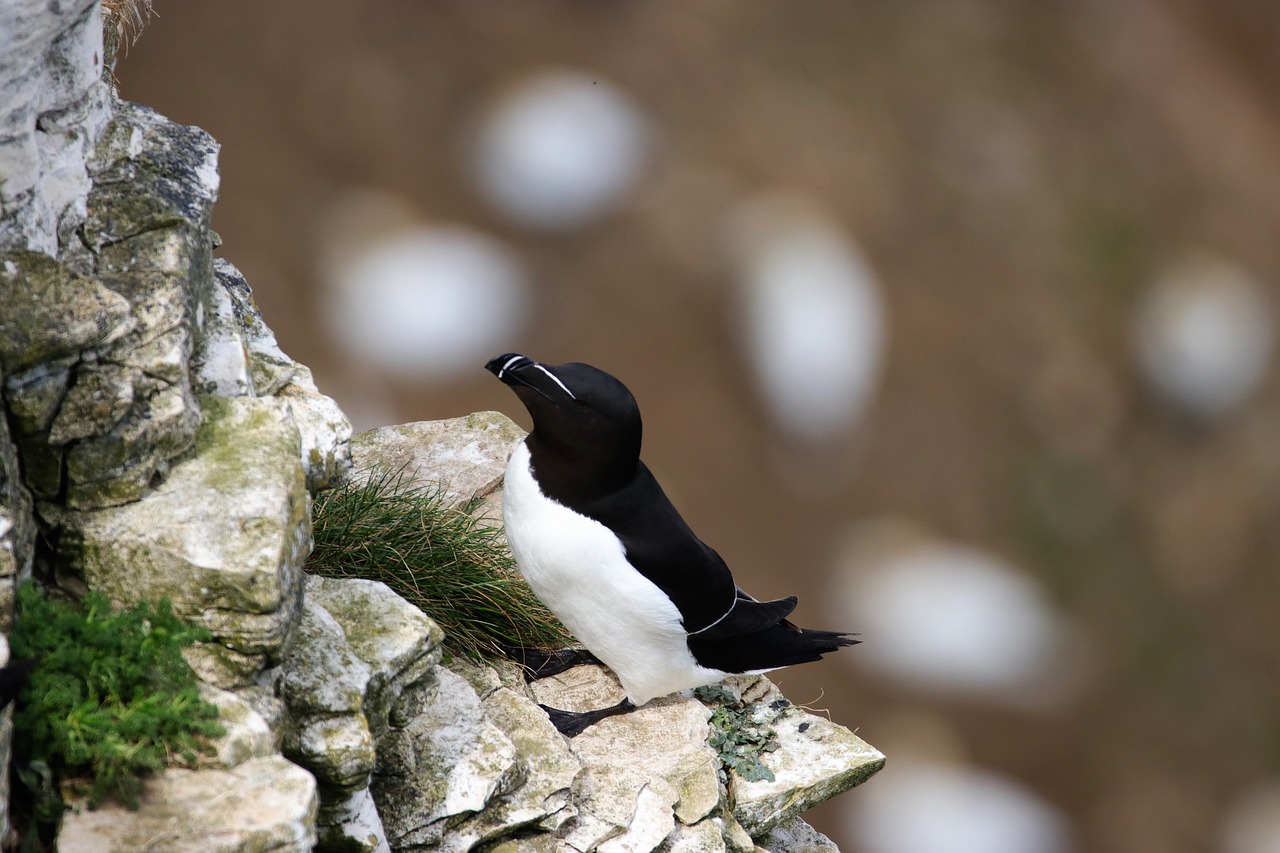 razorbill bird wildlife free photo