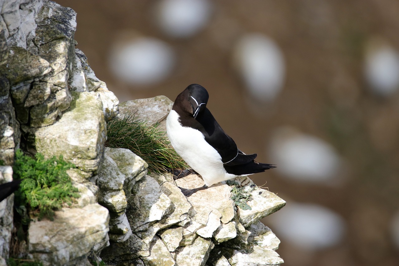 razorbill bird wildlife free photo