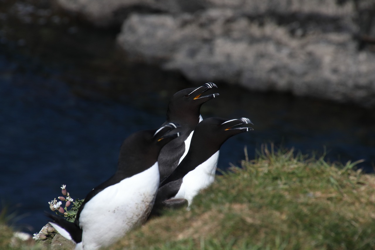 razorbills  nature  bird free photo