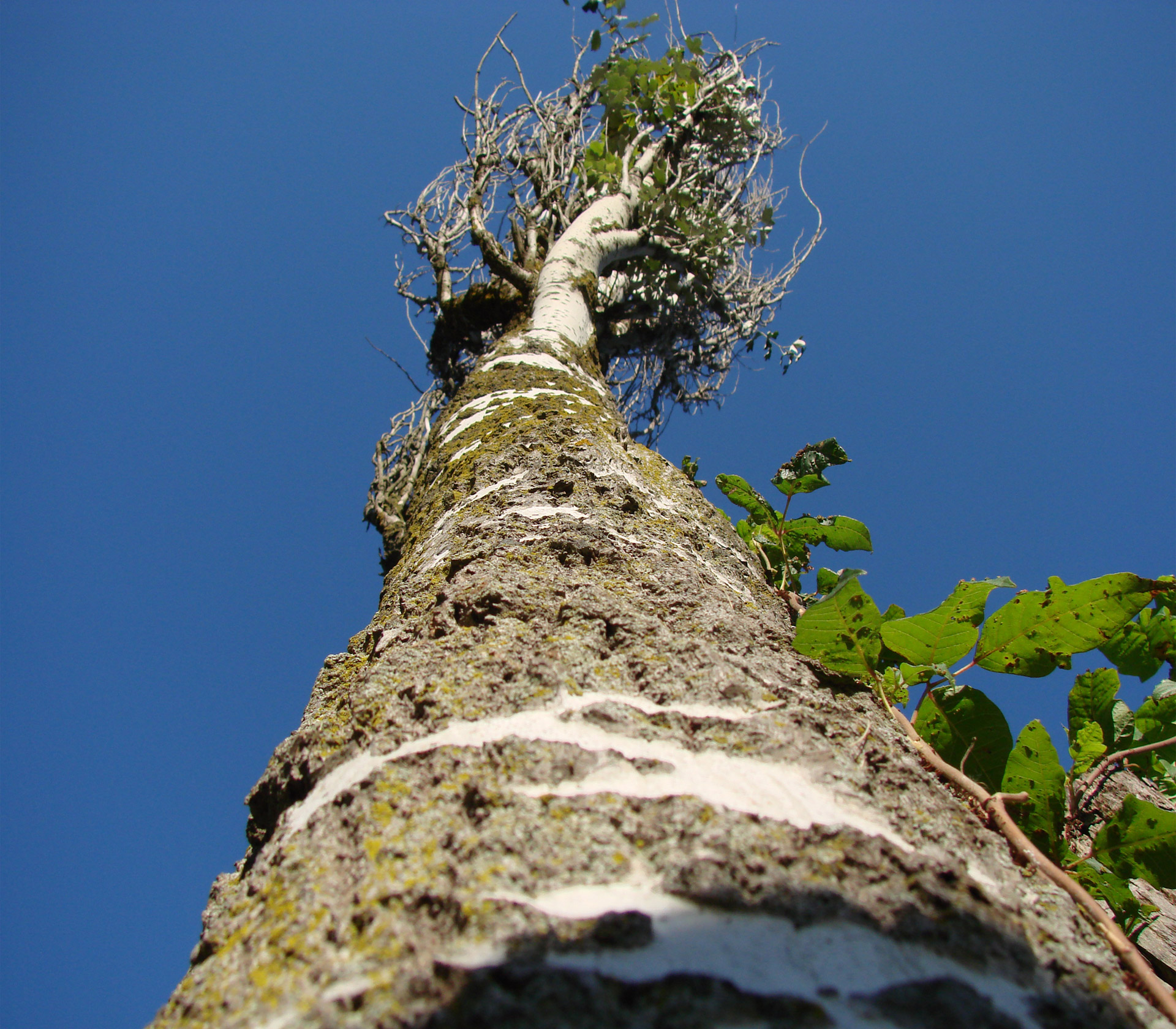 tree trunk sky free photo