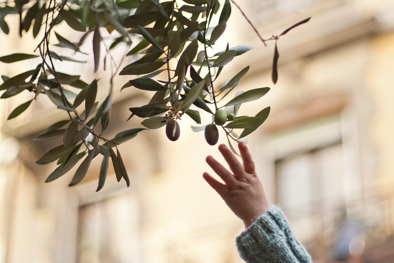 reaching  reaching for an olive branch  olive free photo