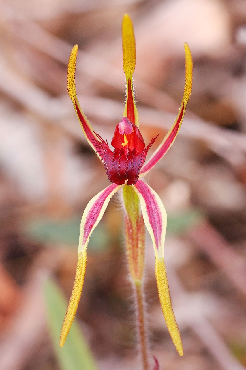 reaching spider  orchid  western australia free photo