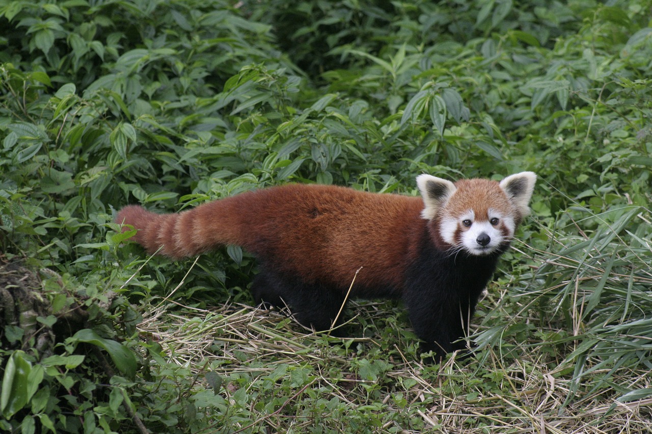 read panda  gangtok zoo  sikkim free photo