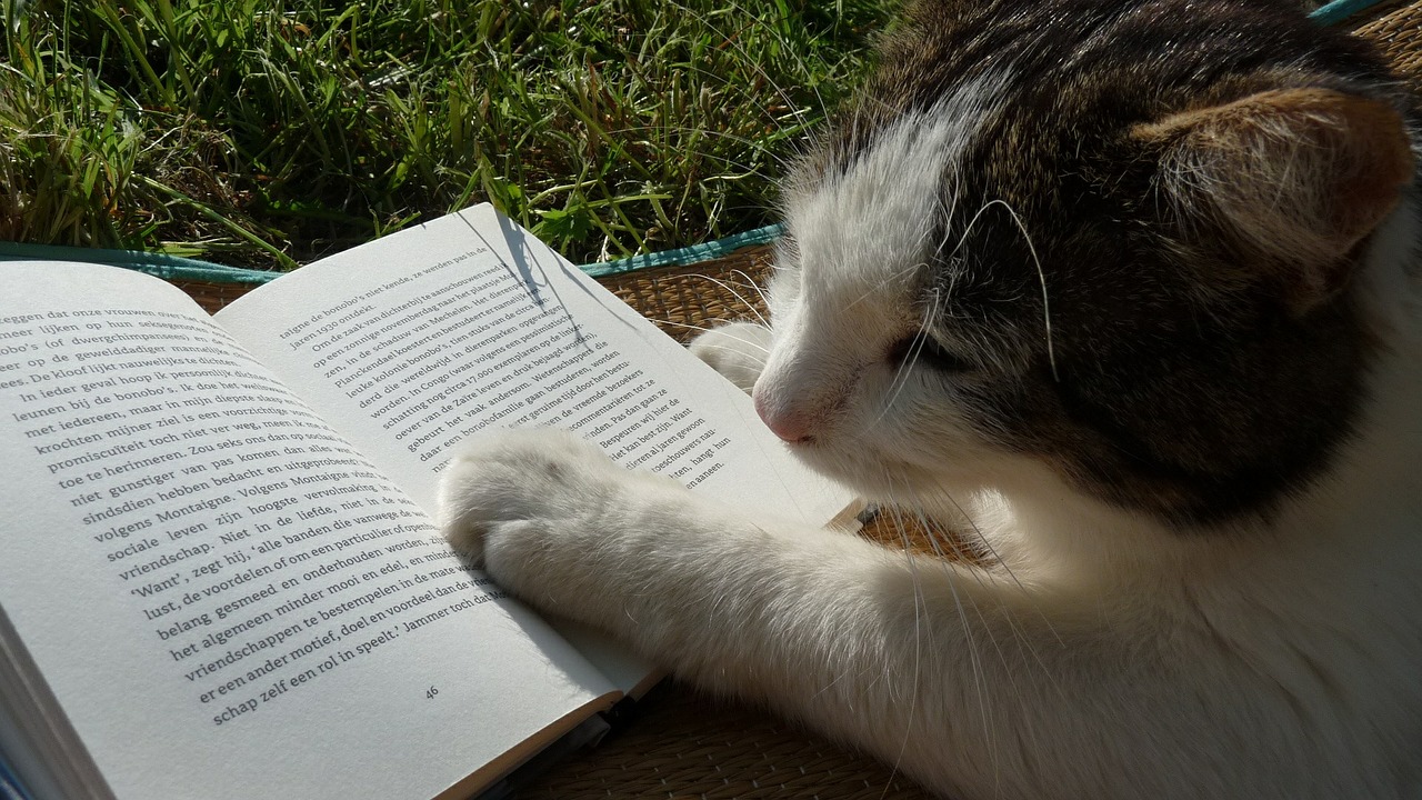 reading book cat free photo