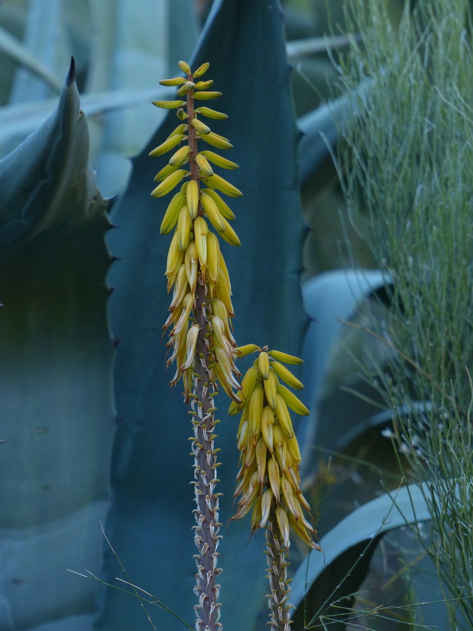 real aloe blossom bloom free photo