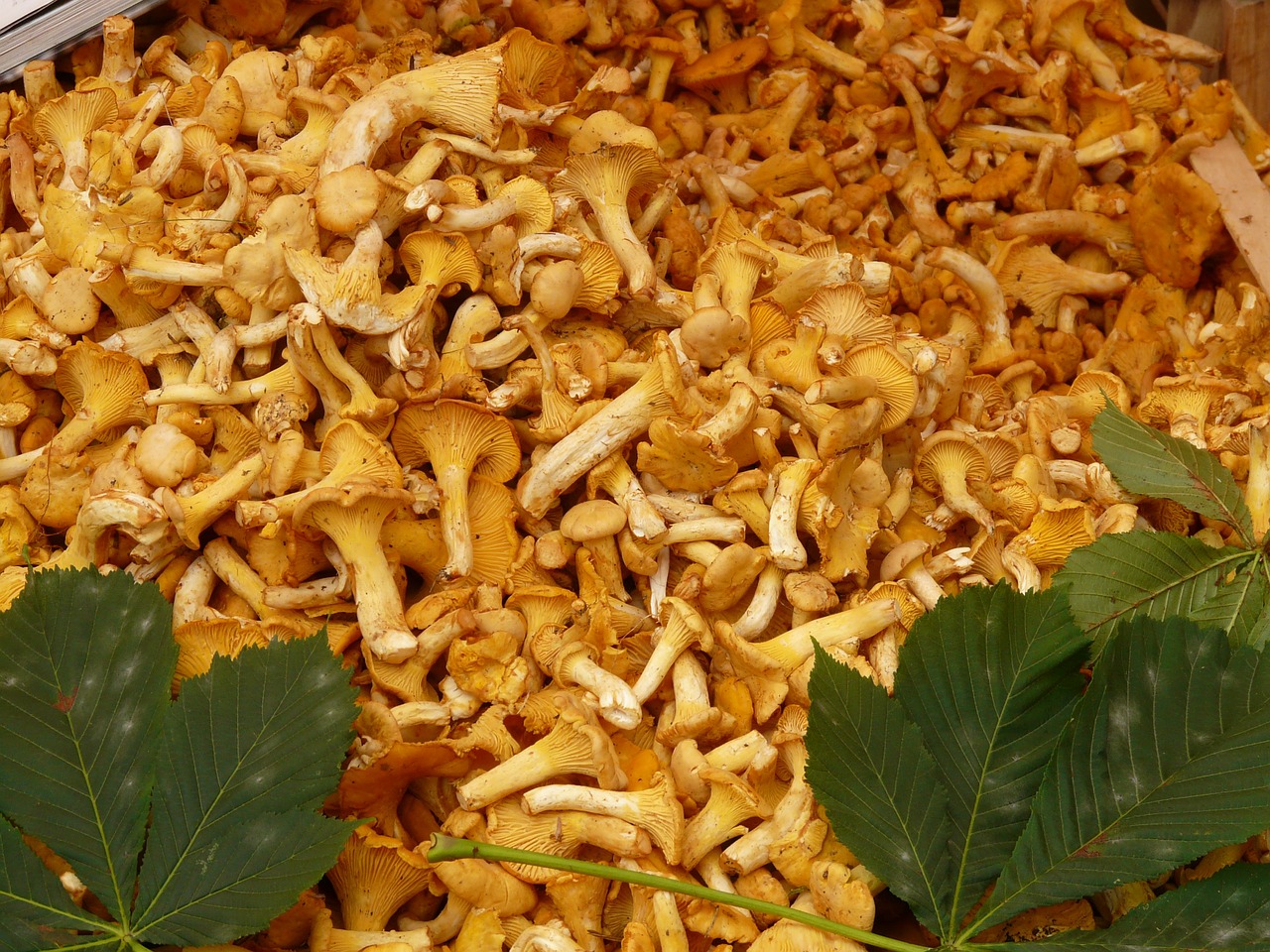real chanterelles mushrooms egg sponge free photo