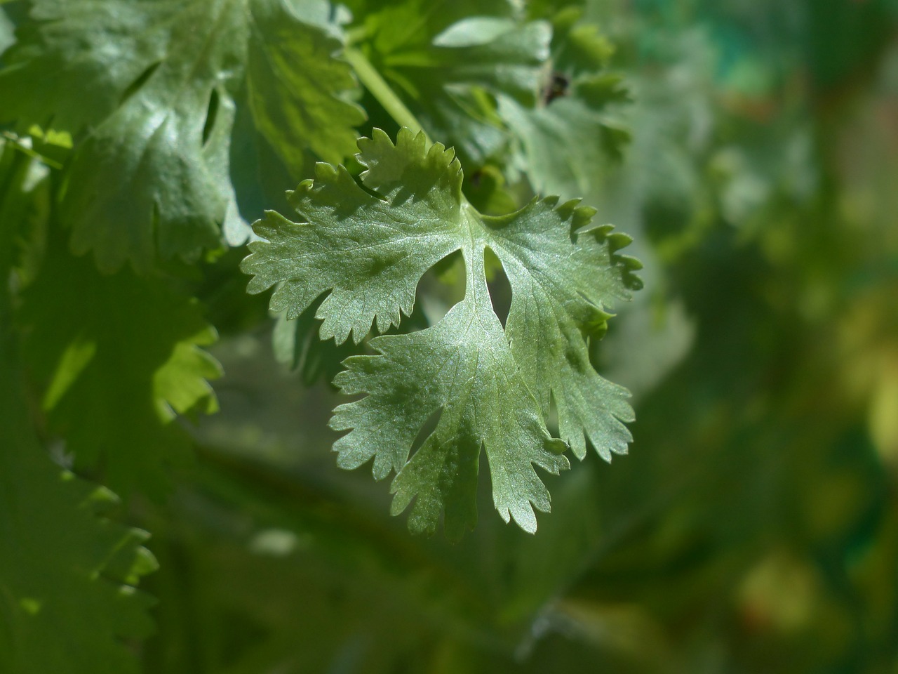 real coriander coriander kitchen herb free photo