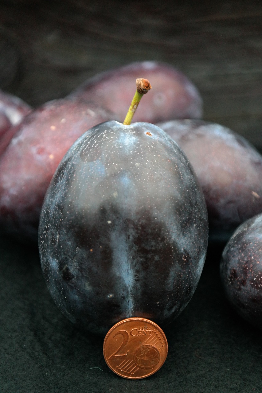 real plum plum size comparison free photo