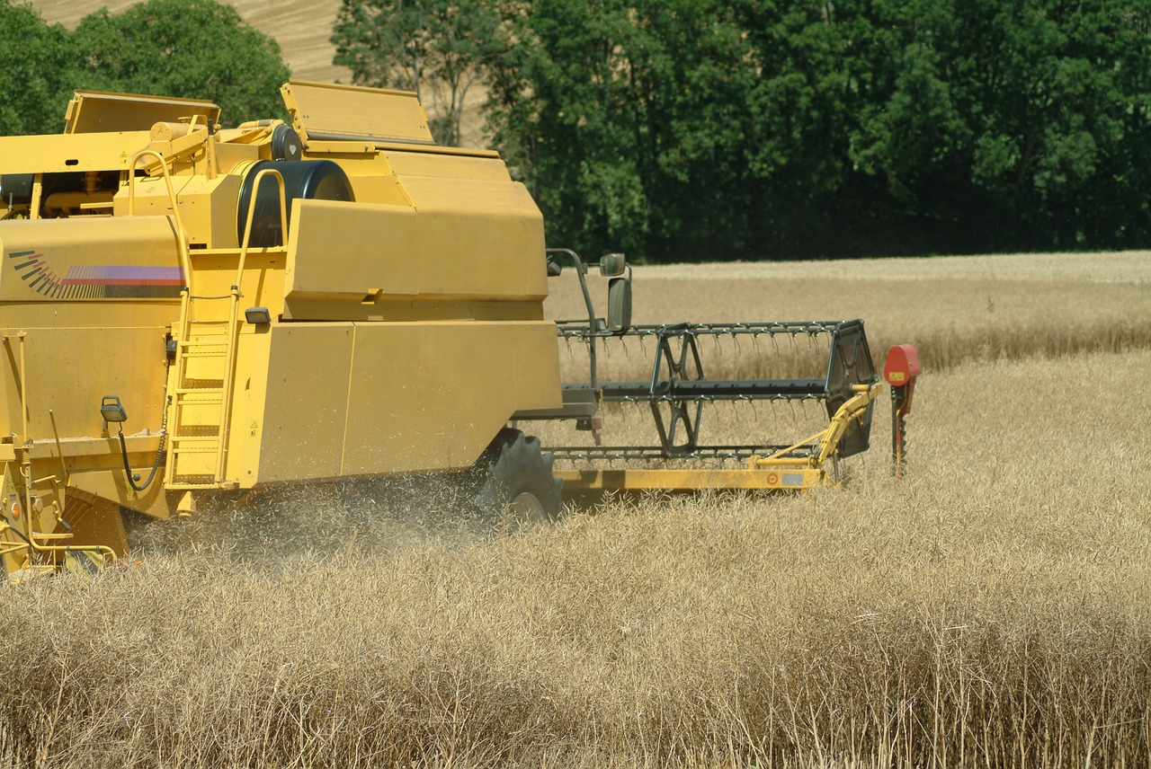 reap wheat field free photo