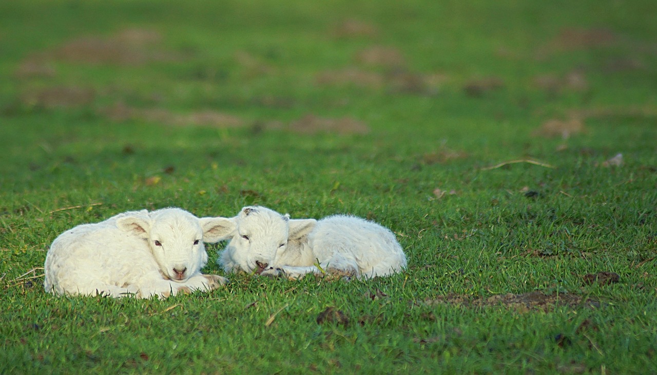 reborn  lambs  lamb free photo