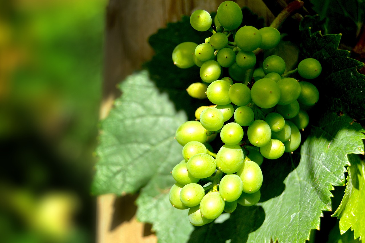 rebstock grapes henkel free photo