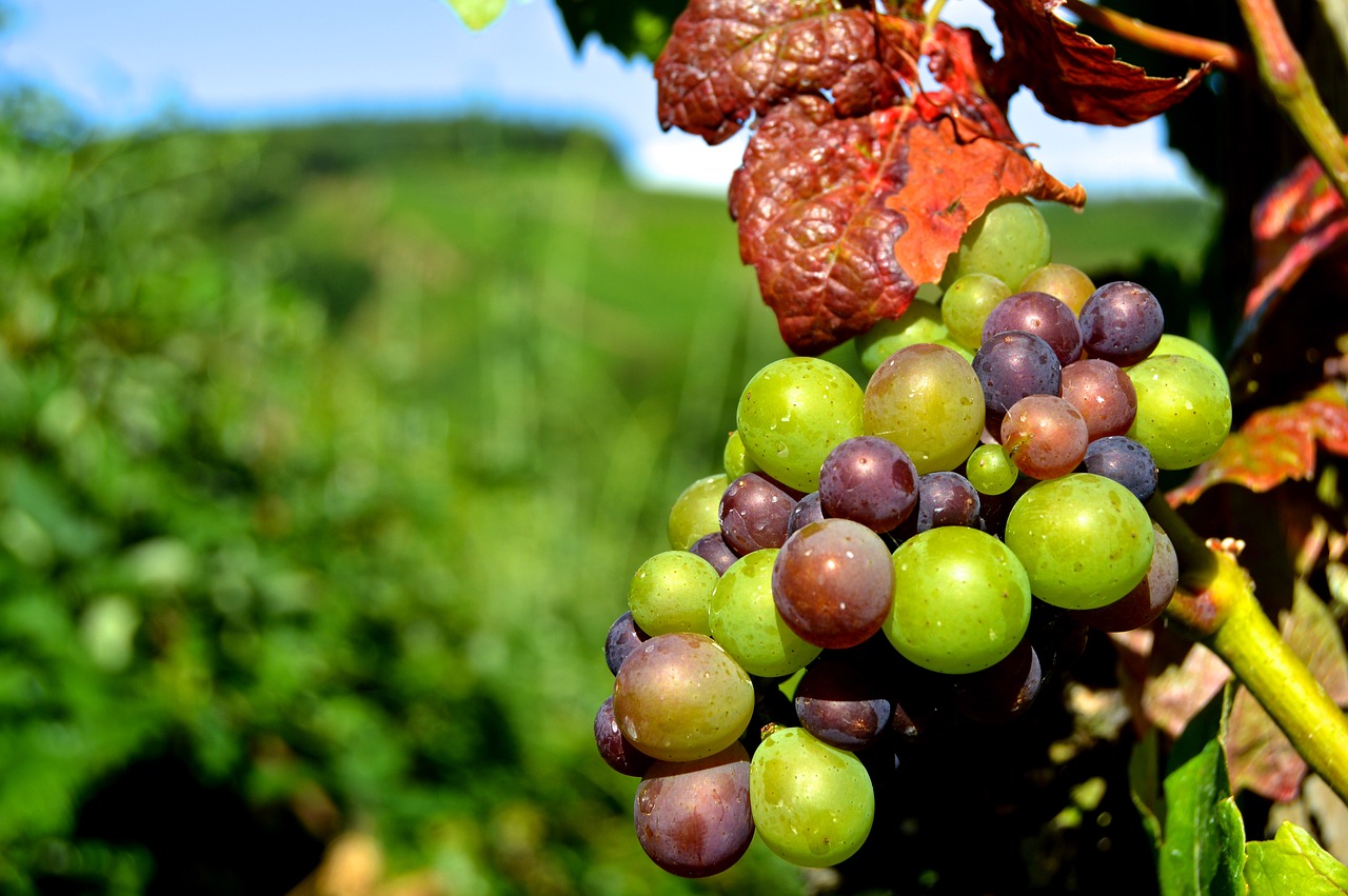 rebstock grapes henkel free photo