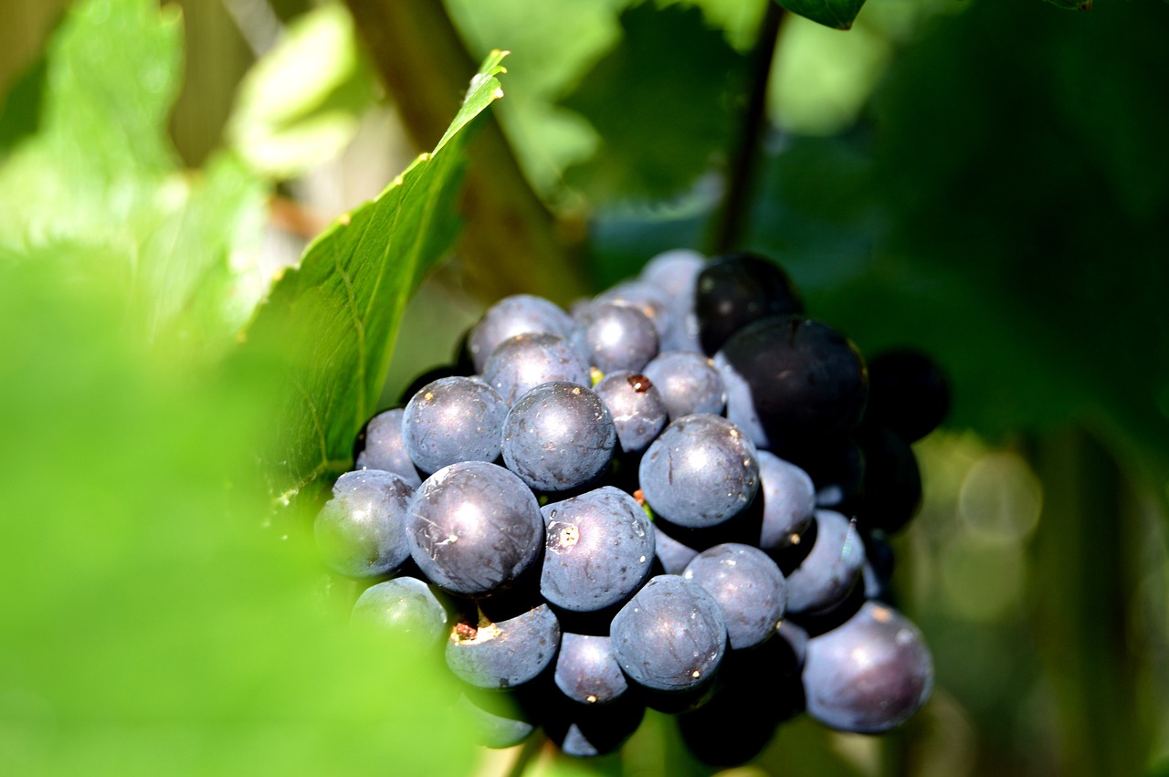 rebstock grapes henkel free photo