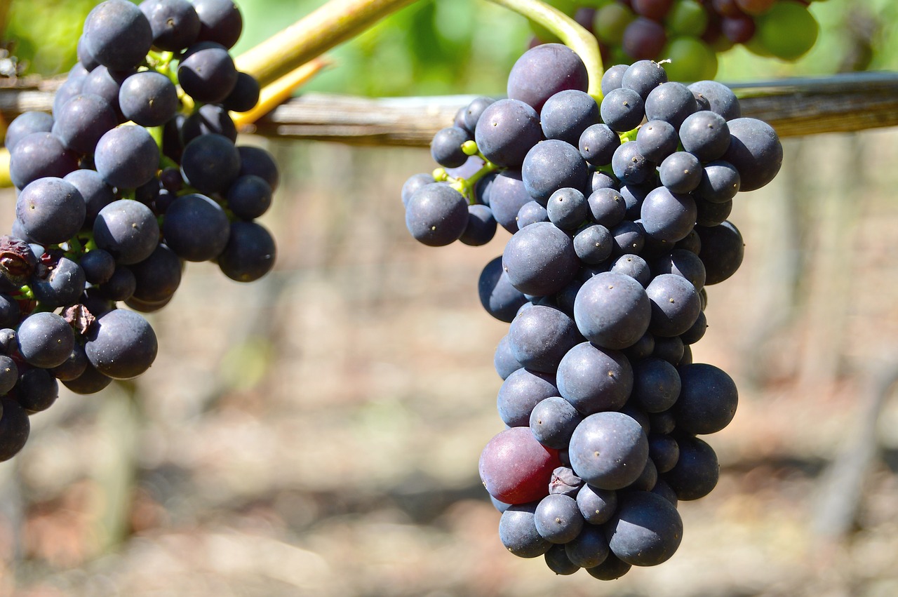 rebstock grapes henkel free photo