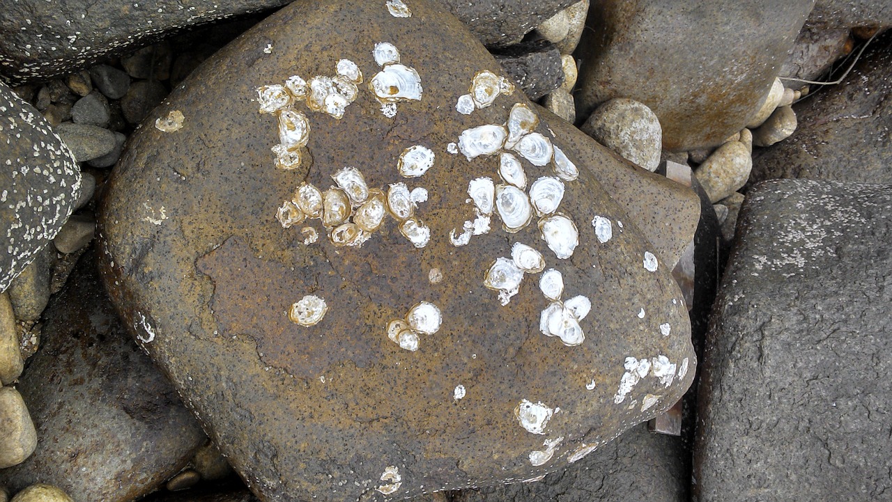 recife stones shells free photo